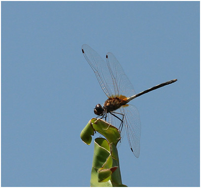 Trithemis pallidinervis mâle