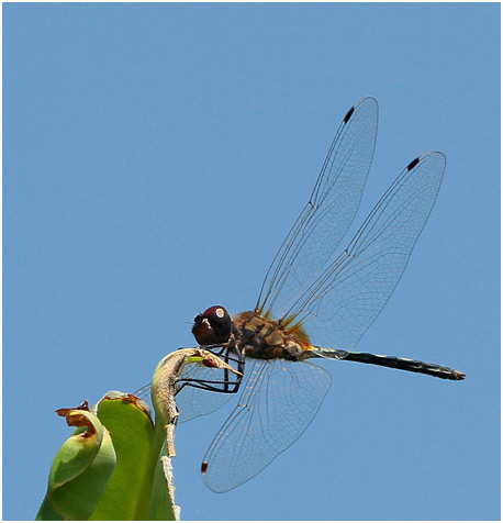 Trithemis pallidinervis mâle