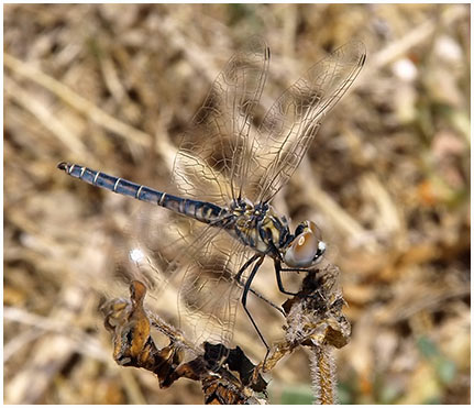 Selysiothemis nigra mâle