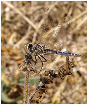 Selysiothemis nigra mâle