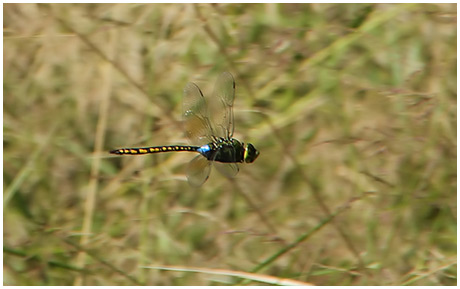 Anax indicus mâle