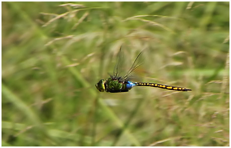 Anax indicus mâle