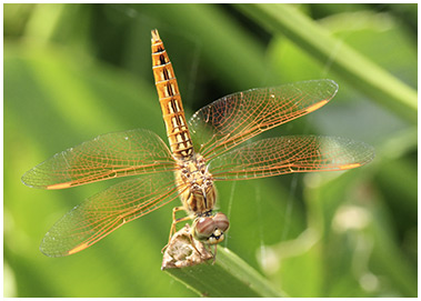 Brachythemis contaminata mâle