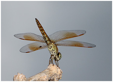 Brachythemis contaminata mâle