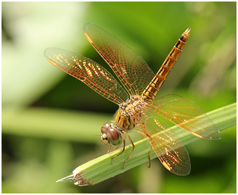 Brachythemis contaminata mâle