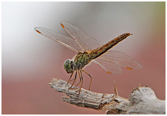 Brachythemis contaminata femelle