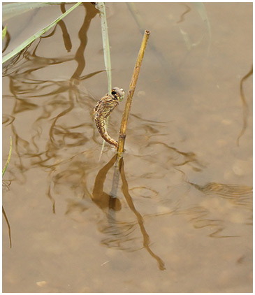 Brachythemis contaminata femelle