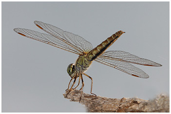 Brachythemis contaminata femelle