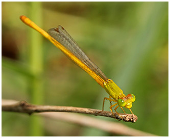 Ceriagrion coromandelianum