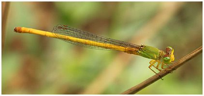 Ceriagrion coromandelianum