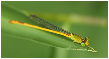 Ceriagrion coromandelianum