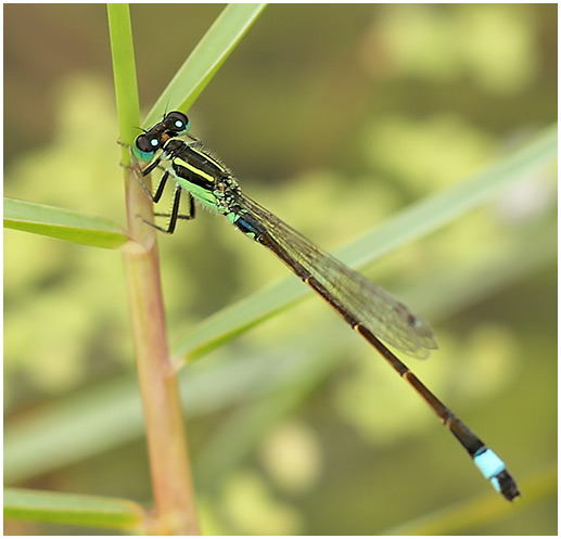 Ischnura senegalensis mâle