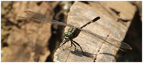 Orthetrum sabina mâle