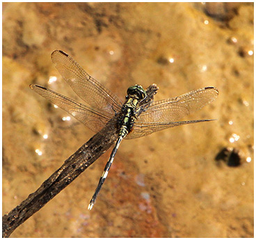 Orthetrum sabina mâle