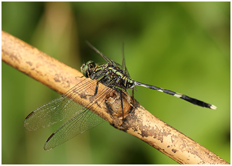 Orthetrum sabina mâle