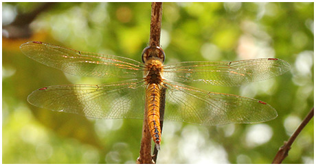 Pantala flavescens femelle