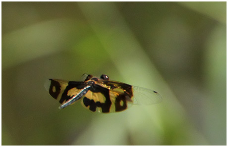 Rhyothemis variegata femelle