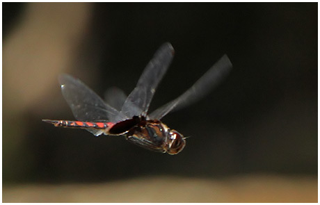 Tramea limbata mâle