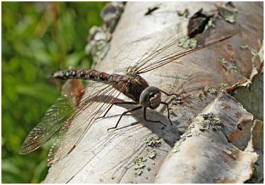 Aeshna caerulea femelle