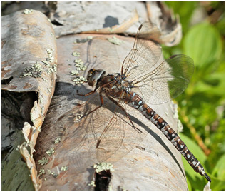 Aeshna caerulea femelle