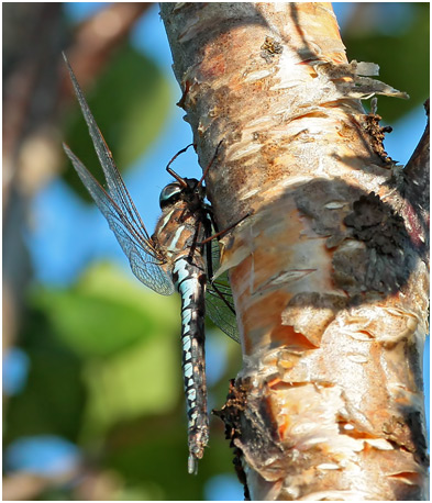 Aeshna caerulea femelle