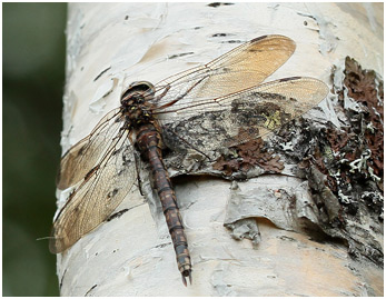 Aeshna caerulea femelle