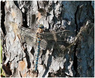 Aeshna caerulea mâle, Aeschne azurée