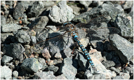 Aeshna caerulea mâle, Aeschne azurée