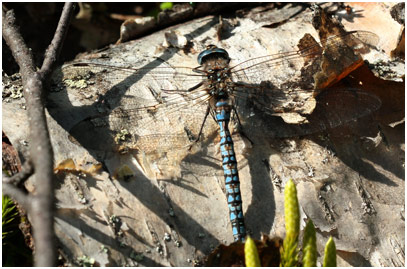 Aeshna caerulea mâle, Suède