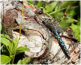 Aeshna caerulea mâle, Suède