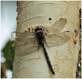 Aeshna caerulea mâle, Suède