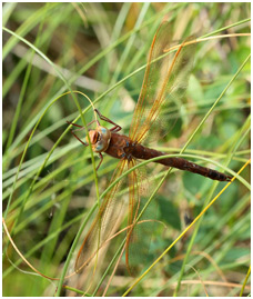Aeshna grandis femelle, Suède