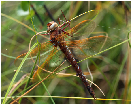 Aeshna grandis femelle, Suède