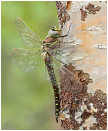 Aeshna juncea femelle