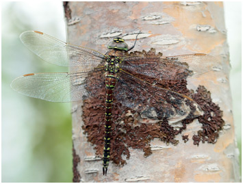 Aeshna juncea femelle