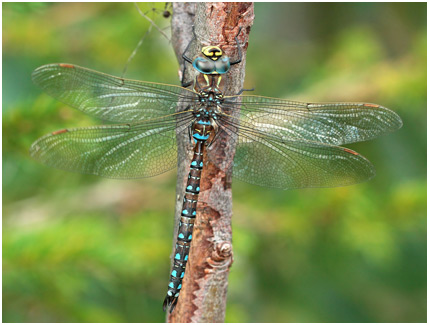 Aeshna juncea mâle