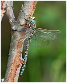 Aeshna juncea mâle