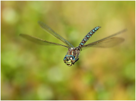 Aeshna juncea mâle en vol