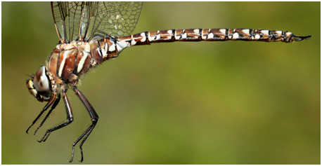 Aeshna juncea mâle immature