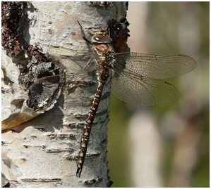 Aeshna juncea mâle immature