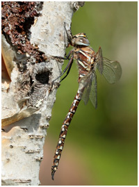 Aeshna juncea mâle immature