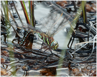 Aeshna juncea ponte