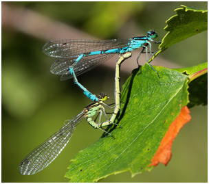 Coenagrion hastulatum accouplement, Suède