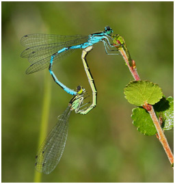 Coenagrion hastulatum accouplement, Suède