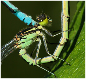 Coenagrion hastulatum accouplement, Suède