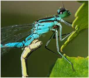 Coenagrion hastulatum accouplement, Suède