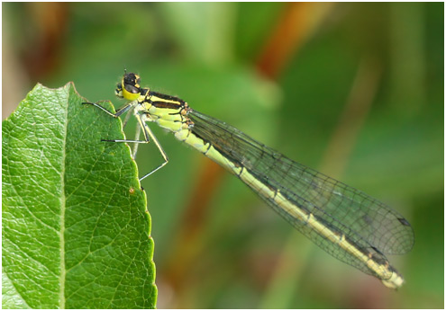 Coenagrion hastulatum femelle, Suède