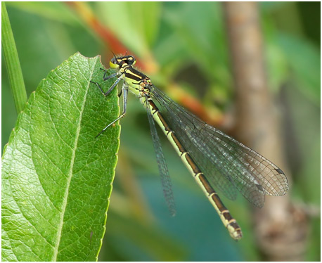 Coenagrion hastulatum femelle, Suède