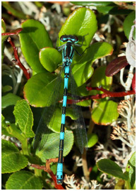 Coenagrion hastulatum mâle, Suède