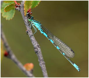 Coenagrion hastulatum mâle, Suède